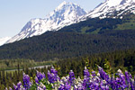 Alaska Norwegian Cruises